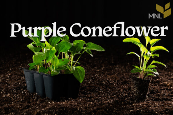 Purple Coneflower (Echinacea purpurea) Six-pack - Image 5