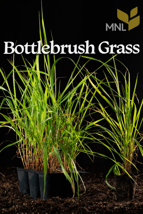 Bottlebrush Grass (Elymus hystrix) Six-pack - Image 4