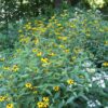 MNL Buckthorn Replacement Forb Enhancement Mix