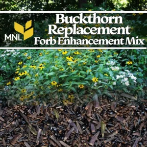 Buckthorn replacement forb enhancement native seed mix with wildflowers for Midwest restoration