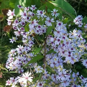 Blue Wood Aster (Symphyotrichum cordifolium) Six-pack