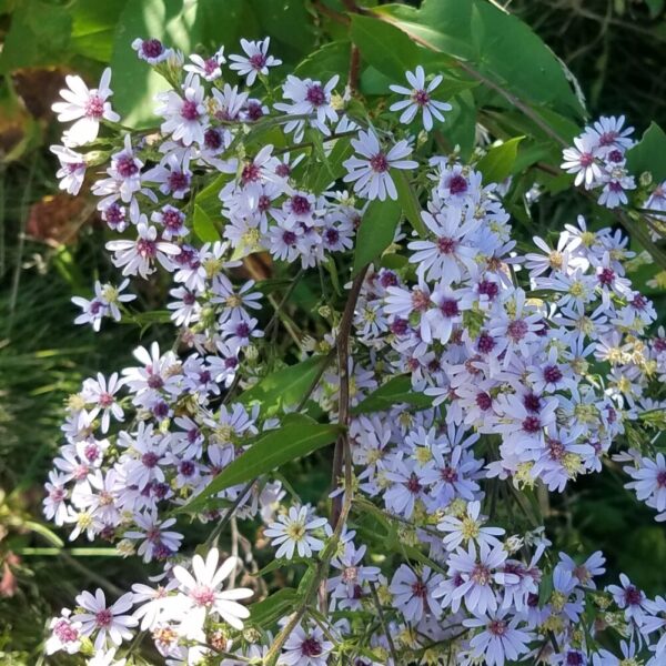 Blue Wood Aster (Symphyotrichum cordifolium) Six-pack