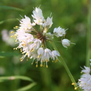 Nodding Onion (Allium cernuum) Six-pack
