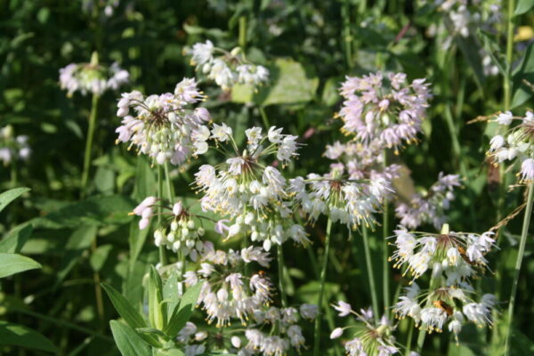 Nodding Onion (Allium cernuum) Six-pack - Image 2