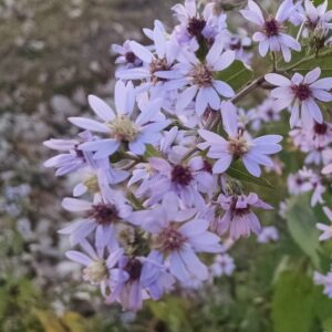 Blue Wood Aster (Symphyotrichum cordifolium) Six-pack