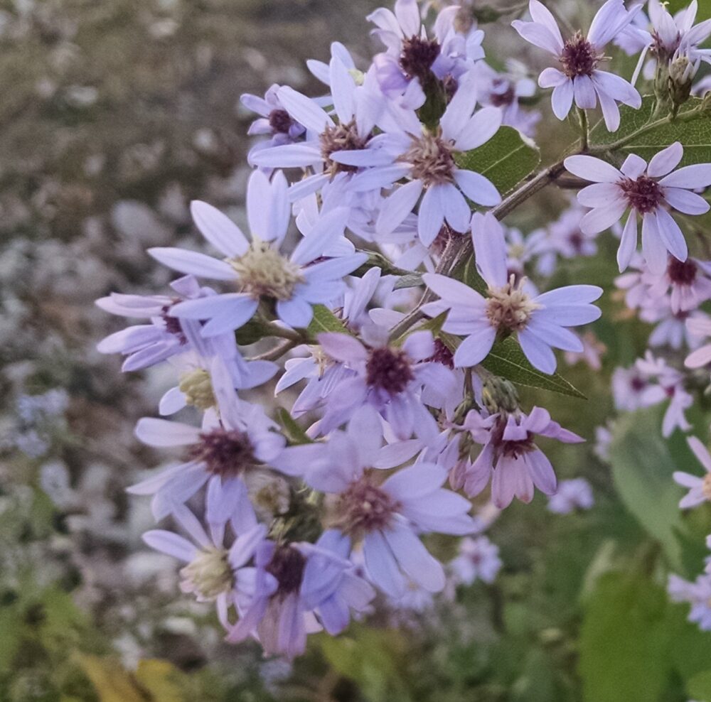 Blue Wood Aster (Symphyotrichum cordifolium) Six-pack