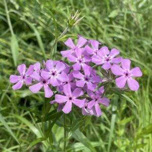 Prairie Phlox (Phlox pilosa) Six-pack
