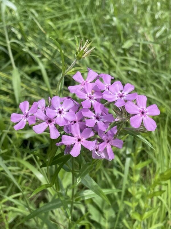 Prairie Phlox (Phlox pilosa) Six-pack
