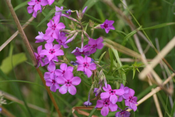 Prairie Phlox (Phlox pilosa) Six-pack - Image 2