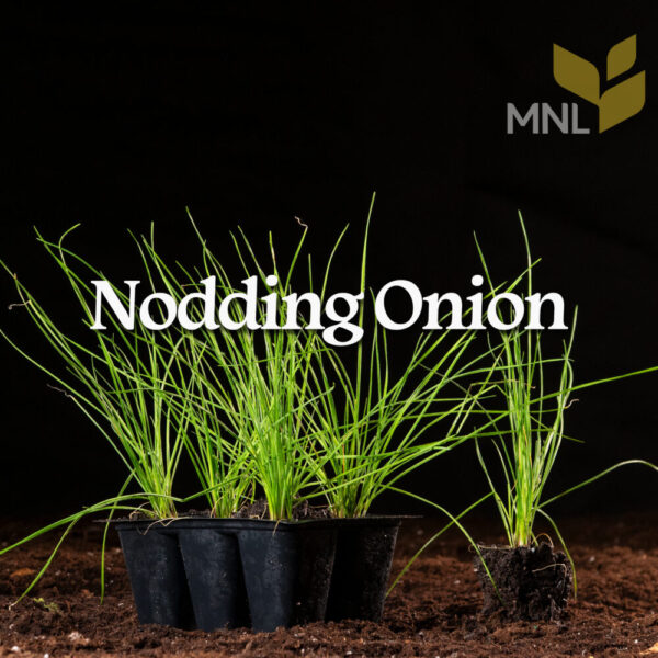 Nodding Onion (Allium cernuum) Six-pack - Image 4