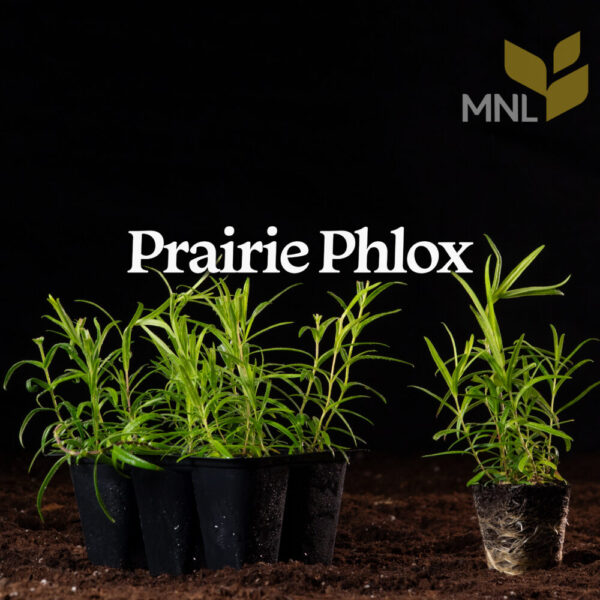 Prairie Phlox (Phlox pilosa) Six-pack - Image 3