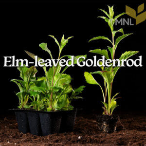 Elm Leaf Goldenrod (Solidago ulmifolia) Six-pack