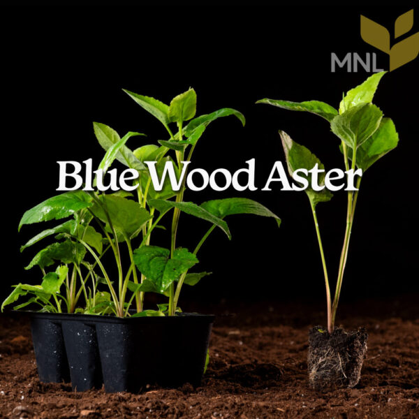 Blue Wood Aster (Symphyotrichum cordifolium) Six-pack - Image 2