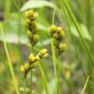 Bebb's Oval Sedge (Carex bebbii) Six-pack