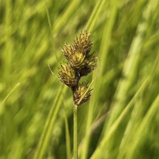 Bebb's Oval Sedge