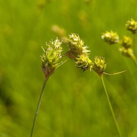 Plains Oval Sedge (Carex brevior)