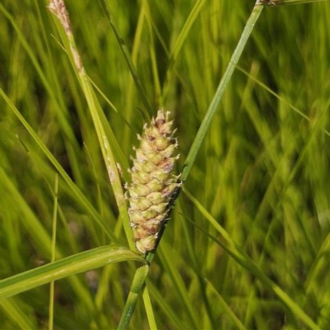 Woolly Sedge (Carex pellita) Six-pack