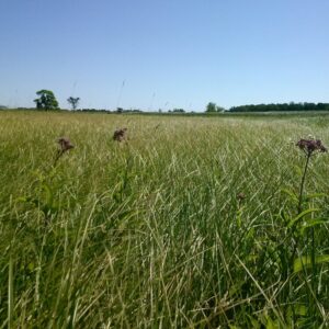 Woolly Sedge (Carex pellita) Six-pack