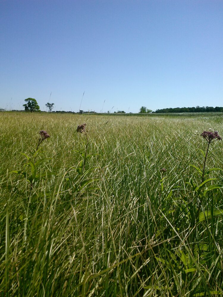 Woolly Sedge (Carex pellita) Six-pack