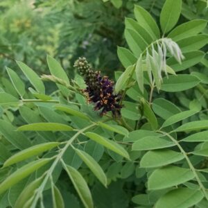 False Indigo (Amorpha fruticosa) Six-pack