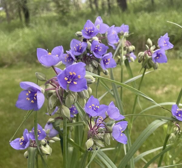 Long-Bracted Spiderwort (Tradescantia bracteata) Six-pack - Image 3