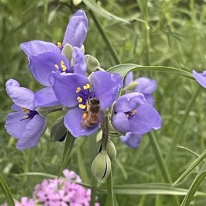 Long-Bracted Spiderwort (Tradescantia bracteata) Six-pack