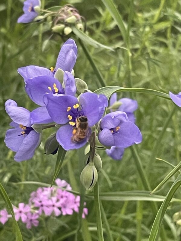 Long-Bracted Spiderwort (Tradescantia bracteata) Six-pack