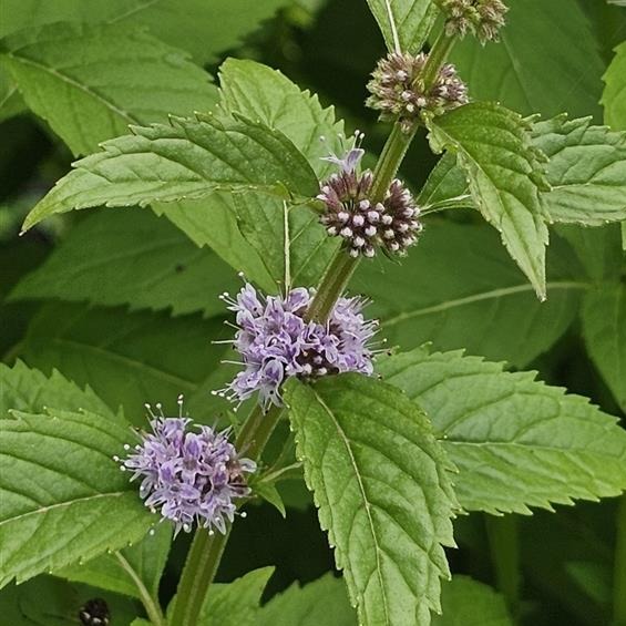 Wild Mint (Mentha arvensis) Six-pack