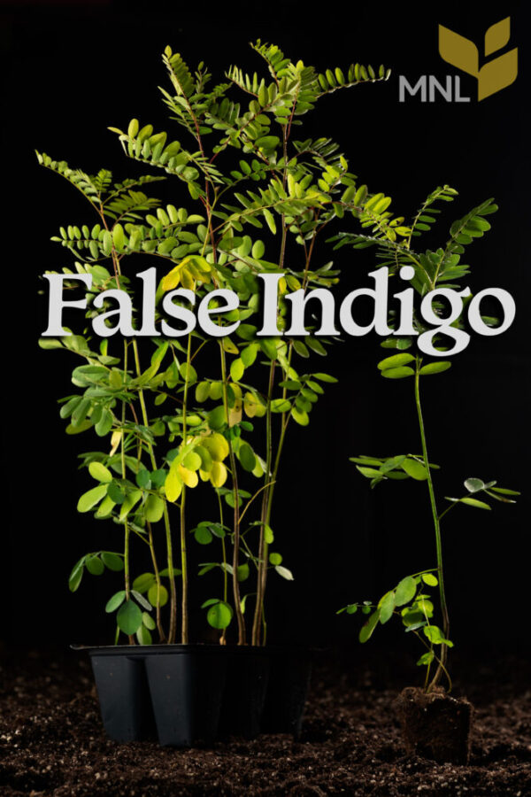 False Indigo (Amorpha fruticosa) Six-pack - Image 2