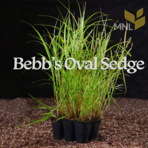 Bebb's Oval Sedge