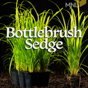 Bottlebrush Sedge (Carex Comosa) Six-pack