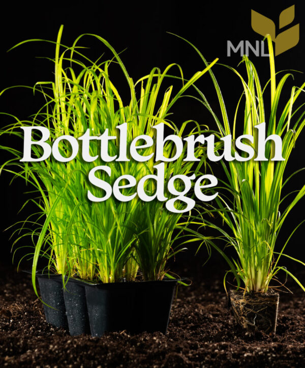 Bottlebrush Sedge (Carex Comosa) Six-pack