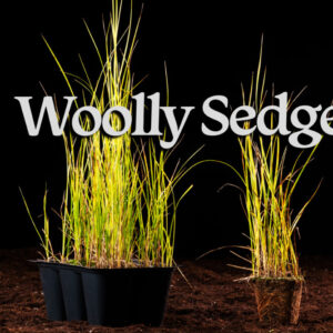 Woolly Sedge (Carex pellita) Six-pack
