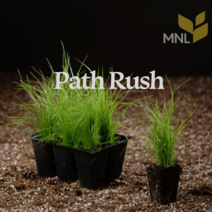 Path Rush (Juncus tenuis) Six-pack