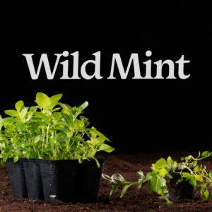 Wild Mint (Mentha arvensis) Six-pack