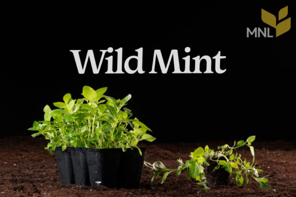 Wild Mint (Mentha arvensis) Six-pack