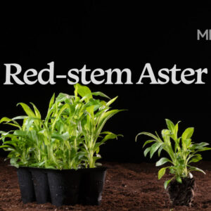 Red-stemmed Aster (Symphyotrichum puniceum) Six-pack