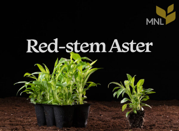 Red-stemmed Aster (Symphyotrichum puniceum) Six-pack