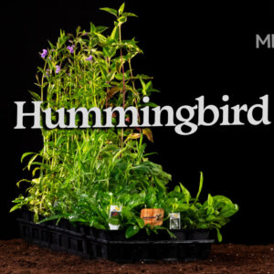 Hummingbird Kit
