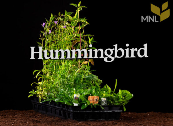 Hummingbird Kit