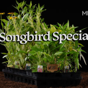 Songbird Special Kit