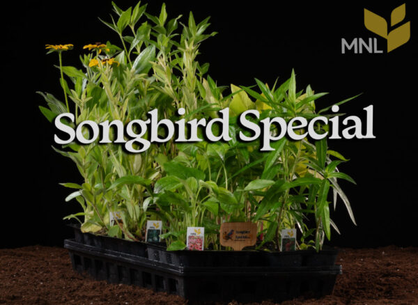 Songbird Special Kit