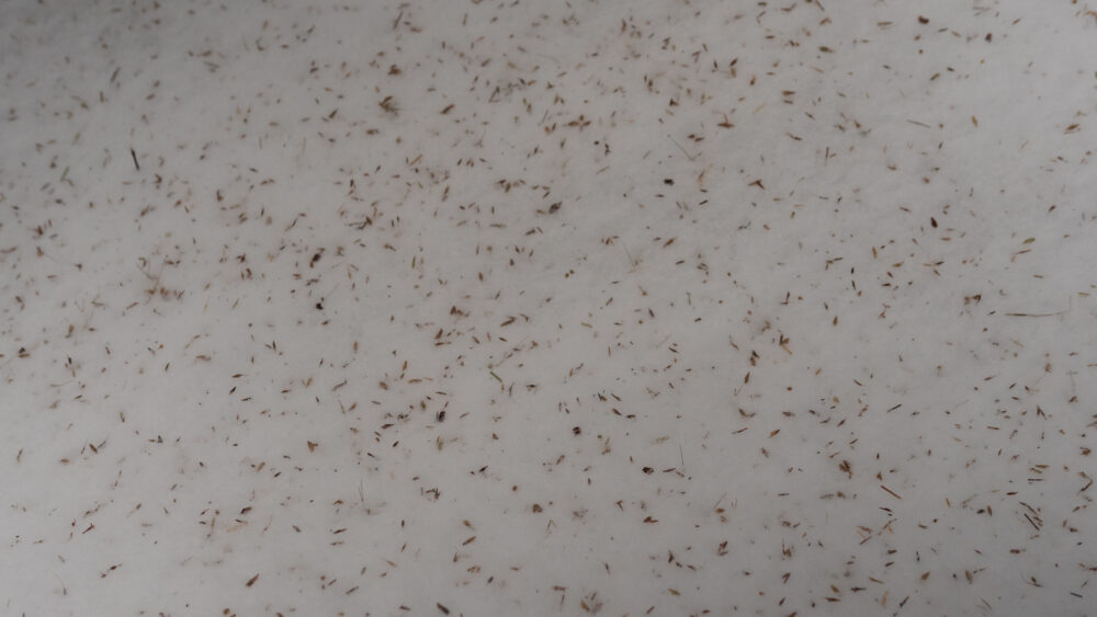 Native seeds embedded into the snow