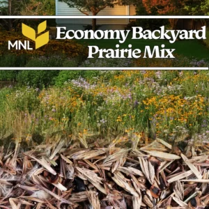 Economy backyard prairie native seed mix with wildflowers for Midwest home landscapes
