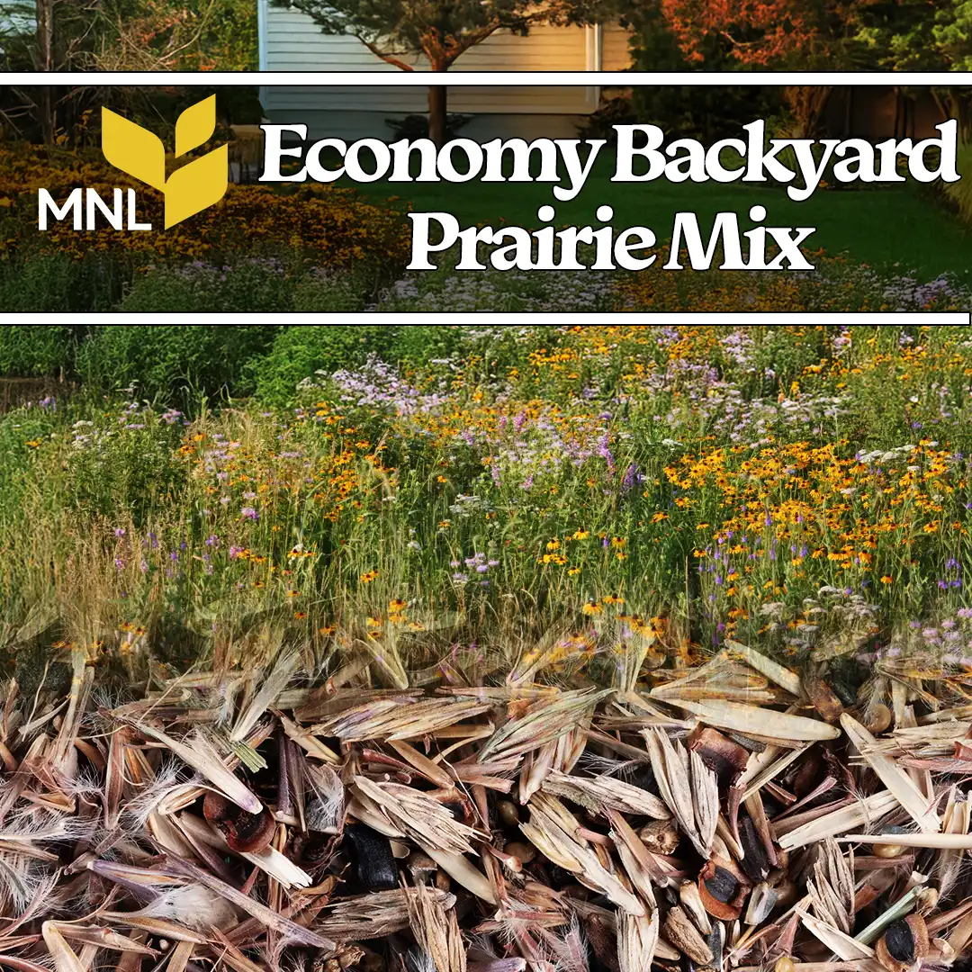 Economy backyard prairie native seed mix with wildflowers for Midwest home landscapes