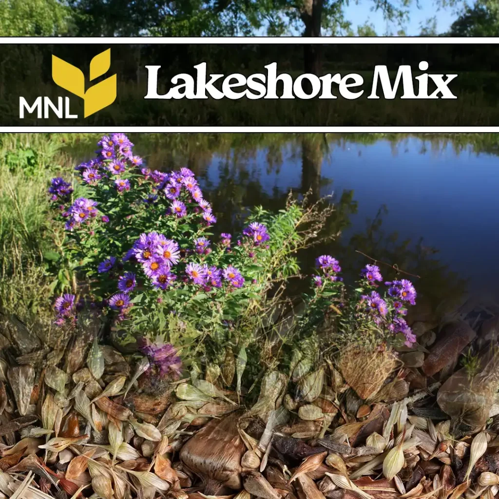 Lakeshore native seed mix with wildflowers and grasses for Midwest shoreline restoration
