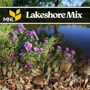 Lakeshore native seed mix with wildflowers and grasses for Midwest shoreline restoration