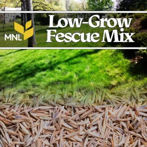 Low-grow fescue seed mix for Midwest lawns and low-maintenance turf areas