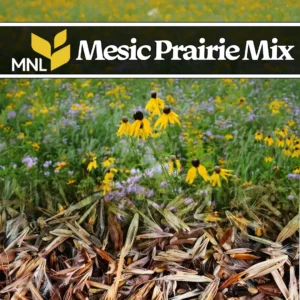 Mesic prairie native seed mix with wildflowers and grasses for Midwest restoration