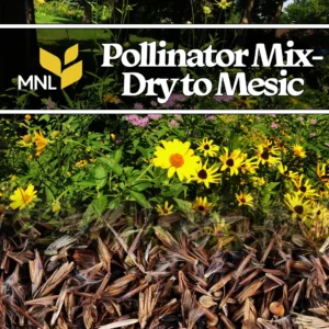 Pollinator native seed mix with wildflowers for dry to mesic Midwest conditions